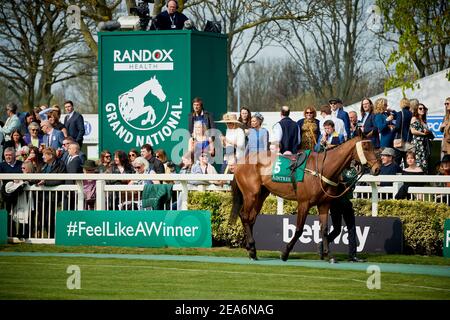 I cavalli al Grand National si fanno strada intorno alla precorsa dell'anello della parata che si tiene annualmente all'Ippodromo di Aintree, vicino a Liverpool, Inghilterra. Foto Stock