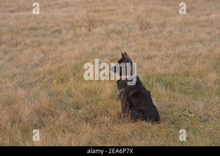 Un cane mudi nero (un cane pastore ungherese purebred) nel prato. Foto Stock