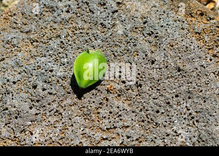 Frutto verde Badamier che giace a terra a Mauritius anche chiamato mandorla di campagna, mandorla indiana, mandorla malabarese, mandorla marina, mandorla tropicale Foto Stock