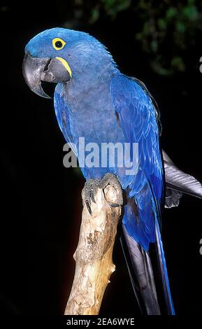 Il macaw di giacinto (Anodorhynchus hyacinthinus), o macaw di iacinzio, è un pappagallo nativo del Sud America centrale ed orientale. Foto Stock