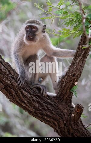 Scimmia Vervet, Cercopithecus aethiops, Kruger National Park, Sudafrica Foto Stock