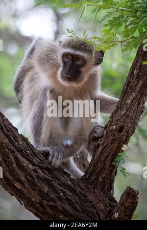 Scimmia Vervet, Cercopithecus aethiops, Kruger National Park, Sudafrica Foto Stock