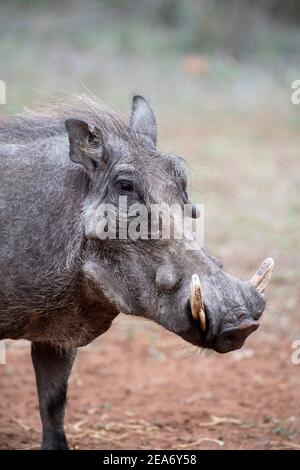 Warthog maschile, Phacochoerus africanus, Parco Nazionale Kruger, Sudafrica Foto Stock