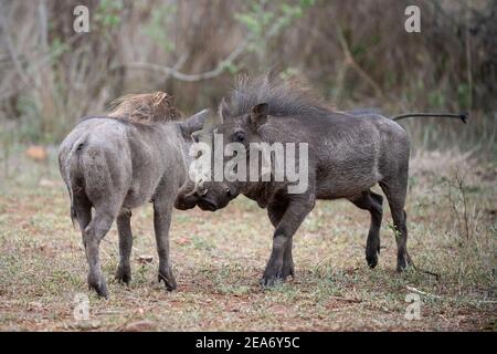 Giovani Warthogs che giocano, Phacochoerus africanus, Kruger National Park, Sudafrica Foto Stock