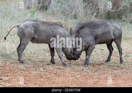 Giovani Warthogs che giocano, Phacochoerus africanus, Kruger National Park, Sudafrica Foto Stock