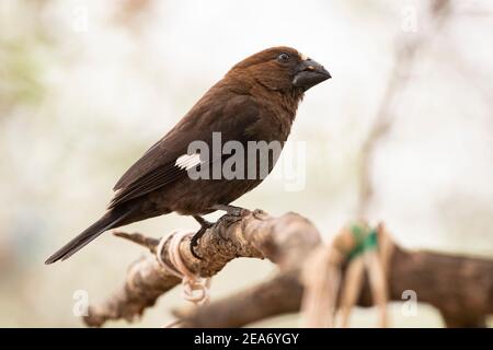 Tessitore a punta, albifrons Amblyospiza, Parco Nazionale Kruger, Sudafrica Foto Stock