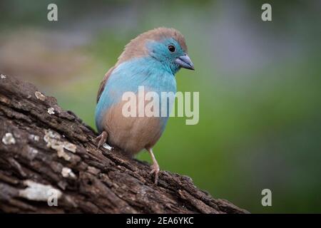 Blue waxbill, Uraeginthus angolensis, Kruger National Park, Sudafrica Foto Stock