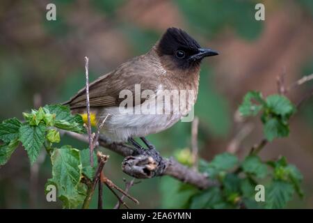 Bulbul comune, Pycnonotus barbatus, Parco Nazionale Kruger, Sud Africa Foto Stock