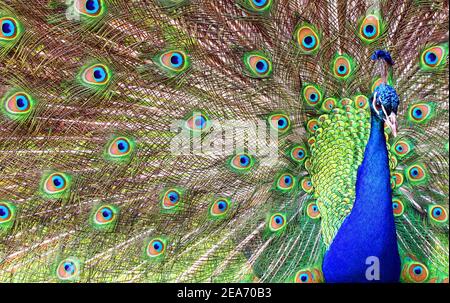 Peacock, papero adulto maschio, che mostra una fantastica visualizzazione a tutto schermo, inclusi testa e corpo. Pavone blu-verde originario del subcontinente indiano Foto Stock