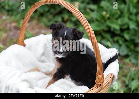Neonato Puppy nero cane ritratto all'aperto. Adorabile cucciolo marrone animale domestico giovane seduto mancante in attesa in basket.Dog come regalo o sorpresa sopra Foto Stock