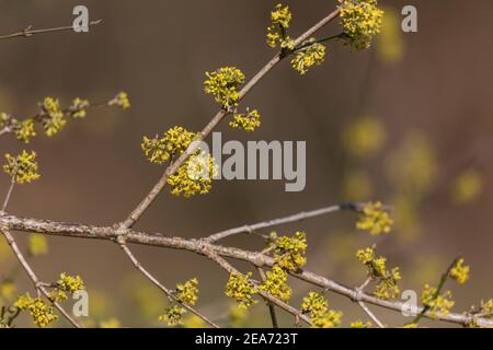 Cornus Mas 'Golden Glory'; fioritura; Regno Unito Foto Stock