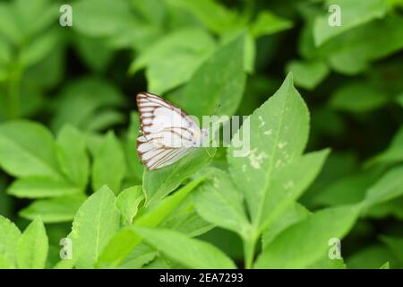 Farfalla bianca venata marrone Foto Stock