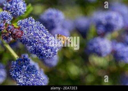 Honey Bee; Apis mellifera; Ceanothus; UK Foto Stock
