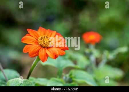 Girasole messicane; Tithonia rotundifolia; Regno Unito Foto Stock