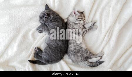 Due graziosi gattini tabbiani che dormono su una morbida coperta bianca a forma di yin yang. I gatti riposano sul letto. Gattini bianchi e neri. Felino amore amicizia Foto Stock