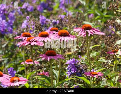 Echinacea purpurea fiori di rubinacea Foto Stock