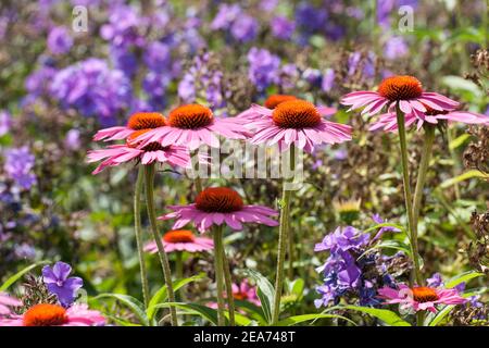 Echinacea purpurea fiori di rubinacea Foto Stock