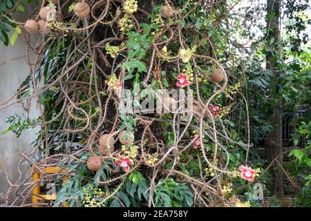 Khlong Bang Luang Canal teatro di Bangkok Thailandia Foto Stock