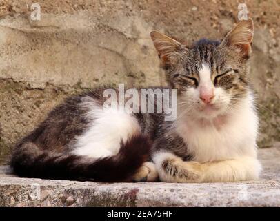 piccolo gattino vagato grigio gatto e bianco, molto skinny, feral Foto Stock