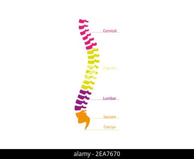 Illustrazione vettoriale. Colonna vertebrale umana, icona della colonna vertebrale natomica Illustrazione Vettoriale