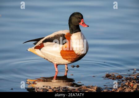 Shelduck (Tadorna tadorna), Martin Mere WWT Reserve, Lancashire, Regno Unito Foto Stock