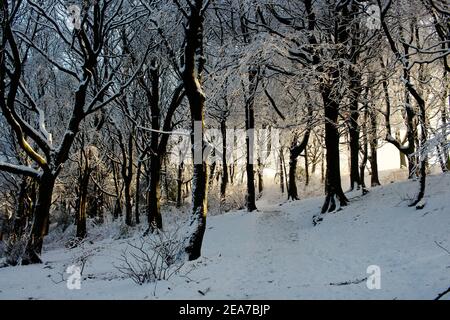 La luce del mattino presto si illumina attraverso gli alberi in una giornata invernale a Graves Park, Sheffield, Regno Unito Foto Stock