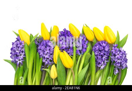 Tulipani gialli e giacinto viola. Bouquet di fiori primaverili Foto Stock