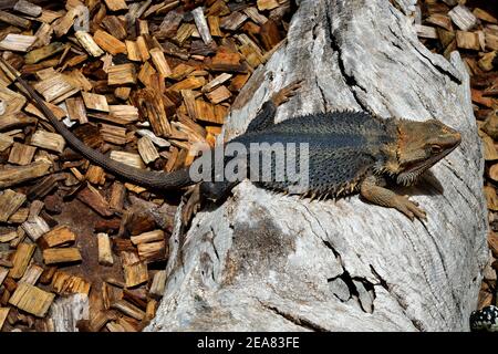 Australia, drago centrale Foto Stock