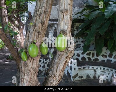 Calabash Tree, Crescentia cujete con grandi frutti su tronco in giardino botanico, Jardin Botanico in Agaete. Gran Canaria, Isole Canarie, Spagna. Foto Stock