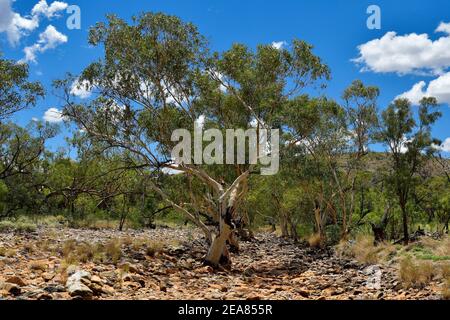 Australia, NT, albero di eucalipto in letto di fiume asciutto nella catena montuosa di McDonnell ovest Foto Stock