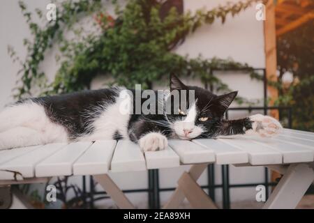 un gatto pigro dorme su un tavolo in un caffè Durante una Siesta Foto Stock