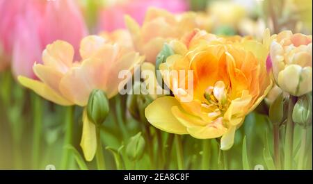 Fiori freschi di primavera di tulipano dorato olandese nel giardino con lussureggianti petali gialli, primo piano. Foto Stock