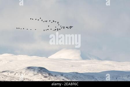 Ben Lomond, Loch Lomond e il Trossachs National Park, Scozia, Regno Unito. 8 Feb 2021. Tempo in Gran Bretagna - un gregge di oche Greylag volano di fronte a un ben Lomond coperto di neve a Loch Lomond e il Trossachs National Park, Scozia Credit: Kay Roxby/Alamy Live News Foto Stock