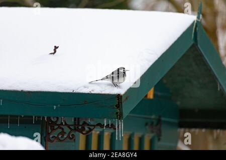 Ashford, Kent, Regno Unito. 8 Feb 2021. UK Weather: Un Pied Waggail (Motacilla alba) arroccato sulla cima di un tetto capannone pieno di neve e gocciolando le cicale in un giardino rurale in Hamstreet vicino Ashford in Kent. Photo Credit: Paul Lawrenson/Alamy Live News Foto Stock