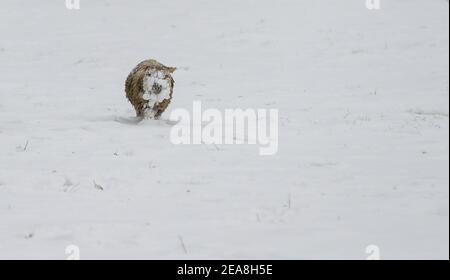 Sissinghurst, Regno Unito. 8 febbraio 2021. Pascolo di pecore in un campo innevato a Sissinghurst in Kent mentre Storm Darcy continua a portare temperature gelide e tempo di viteria a gran parte della metà orientale del Regno Unito. Credit: Richard Crease/Alamy Live News Foto Stock