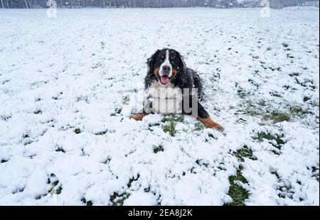 Cane da montagna bernese sdraiato nella neve nel parco Foto Stock