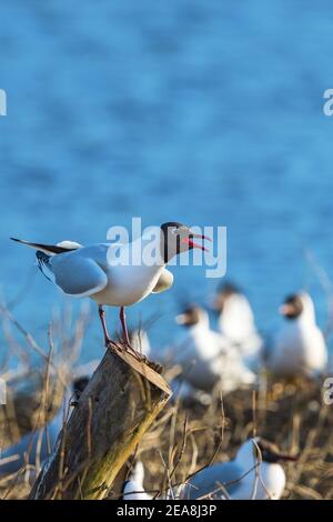 Gabbiano a testa nera seduto su un palo e urlando Foto Stock