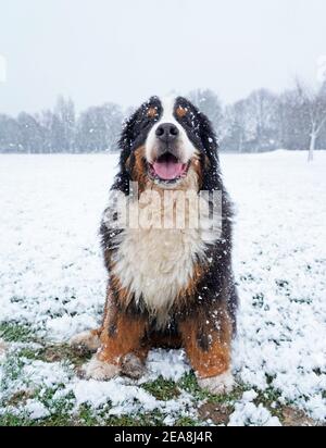 Felice cane di montagna bernese seduto nella neve nel parcheggio Foto Stock