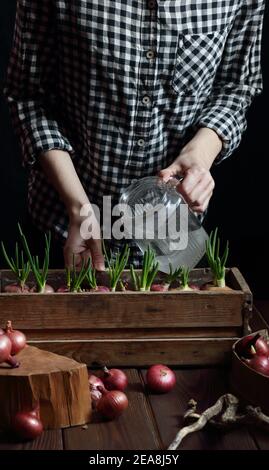 Donna che piantano bulbi di cipolle rosse per cibo di germogli verdi di primavera, concetto di giardinaggio interno casa, sfondo di moody scuro, parte del raccolto di corpo con no Foto Stock