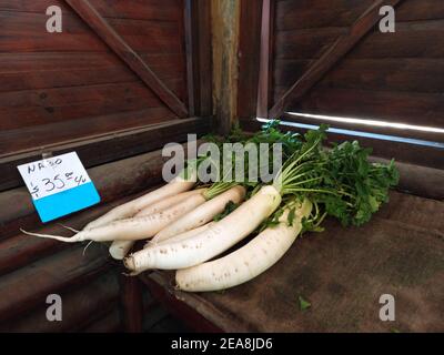 grandi rape bianche carnose con foglie verdi in vendita al mercato agricolo con copyspace Foto Stock