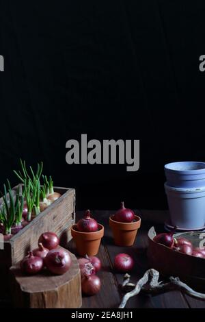 Giardinaggio casa interna, piantando bulbi di cipolle rosse per cibo primavera germogli verdi, sfondo scuro moody, parte del raccolto corpo senza viso, vertica Foto Stock