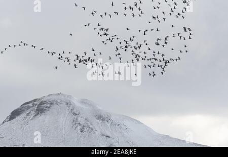 Killearn, Stirling, Scozia, Regno Unito. 8 Feb 2021. UK Weather - un grande gregge di oche Greylag volano dal picco prominente di Dumgoyne in una giornata amaramente fredda, con previsioni di neve pesante Credit: Kay Roxby/Alamy Live News Foto Stock