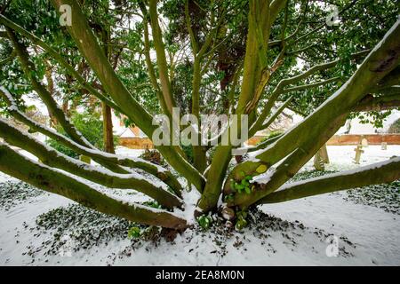 Thaxted Essex UK Snow conditions Winter Weather conditions 8 February 2021 Laurel Tree in Churchyard Beast from the East II. Neve condizioni invernali hi Foto Stock