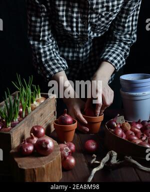 Donna che piantano bulbi di cipolle rosse per cibo di germogli verdi di primavera, concetto di giardinaggio interno casa, sfondo di moody scuro, parte del raccolto di corpo con no Foto Stock