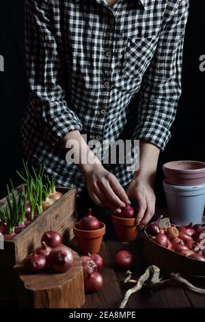 Donna che piantano bulbi di cipolle rosse per cibo di germogli verdi di primavera, concetto di giardinaggio interno casa, sfondo di moody scuro, parte del raccolto di corpo con no Foto Stock