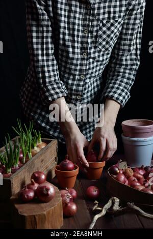 Donna che piantano bulbi di cipolle rosse per cibo di germogli verdi di primavera, concetto di giardinaggio interno casa, sfondo di moody scuro, parte del raccolto di corpo con no Foto Stock