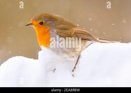 Haltern, Nord Reno-Westfalia, 8 febbraio 2021. Un pettirosso o un pettirosso europeo (Erithacus rubecula) cerca cibo in un giardino innevato. In alcune parti dell'NRW e in altre aree, con nevicate diffuse e temperature inferiori a quelle di congelamento, è ancora presente un avviso di condizioni meteorologiche avverse. Credit: Imageplotter/Alamy Live News Foto Stock