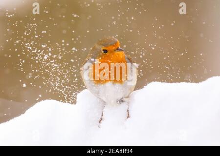 Haltern, Nord Reno-Westfalia, 8 febbraio 2021. Un pettirosso o un pettirosso europeo (Erithacus rubecula) cerca cibo in un giardino innevato. In alcune parti dell'NRW e in altre aree, con nevicate diffuse e temperature inferiori a quelle di congelamento, è ancora presente un avviso di condizioni meteorologiche avverse. Credit: Imageplotter/Alamy Live News Foto Stock