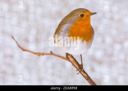 Haltern, Nord Reno-Westfalia, 8 febbraio 2021. Un pettirosso o un pettirosso europeo (Erithacus rubecula) cerca cibo in un giardino innevato. In alcune parti dell'NRW e in altre aree, con nevicate diffuse e temperature inferiori a quelle di congelamento, è ancora presente un avviso di condizioni meteorologiche avverse. Credit: Imageplotter/Alamy Live News Foto Stock