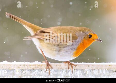 Haltern, Nord Reno-Westfalia, 8 febbraio 2021. Un pettirosso o un pettirosso europeo (Erithacus rubecula) cerca cibo in un giardino innevato. In alcune parti dell'NRW e in altre aree, con nevicate diffuse e temperature inferiori a quelle di congelamento, è ancora presente un avviso di condizioni meteorologiche avverse. Credit: Imageplotter/Alamy Live News Foto Stock